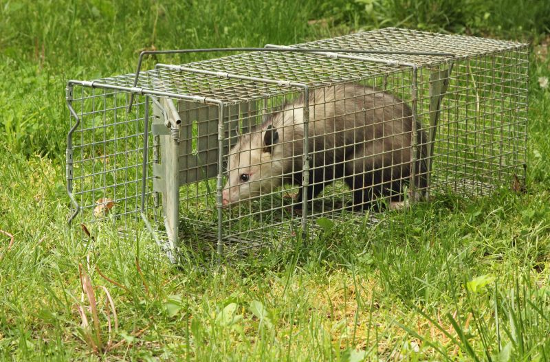 Opossum Removal