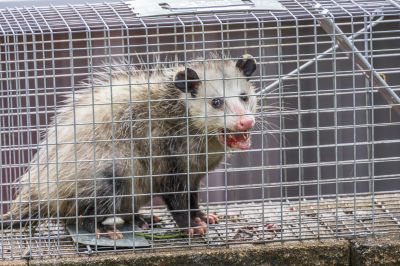 How Opossums Access Homes Through Damaged Foundations