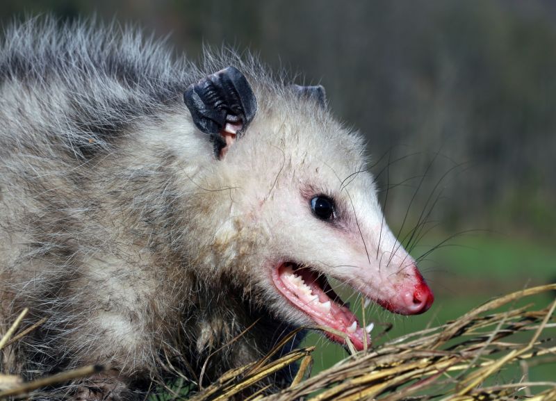 How Opossums Access Homes Through Damaged Foundations