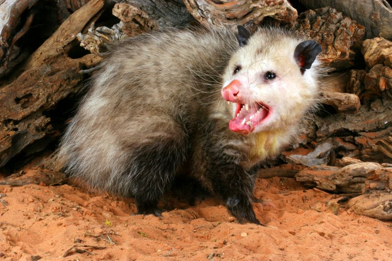 How Opossums Turn Crawl Spaces Into Health Hazards