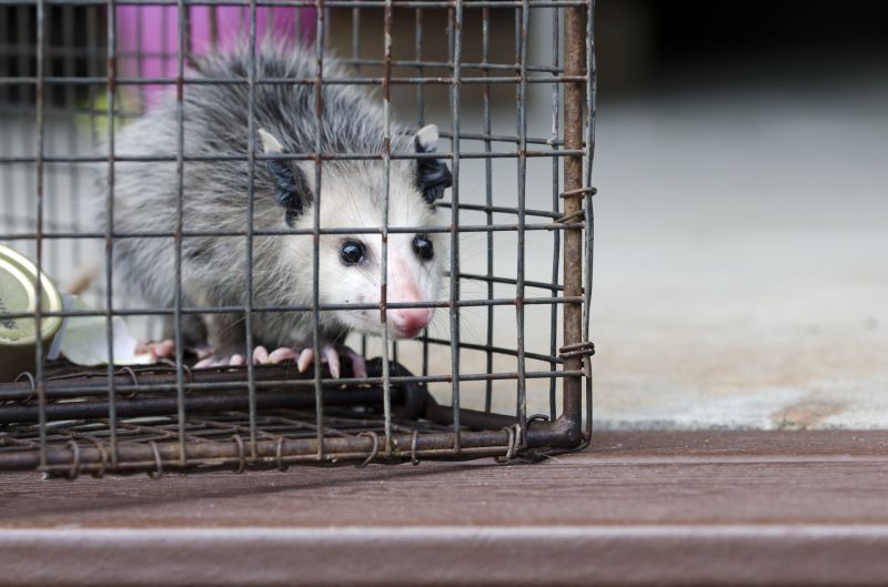 How Opossums Use Gaps In Foundations To Enter Homes