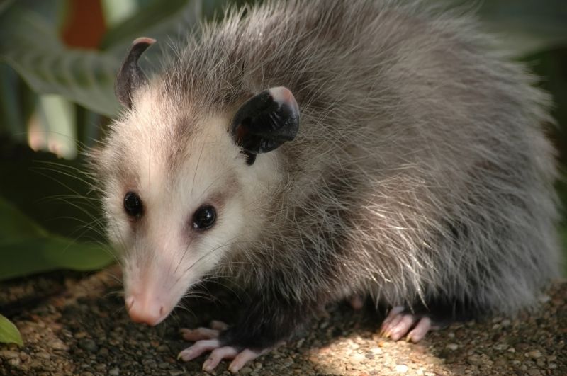Opossum Removal