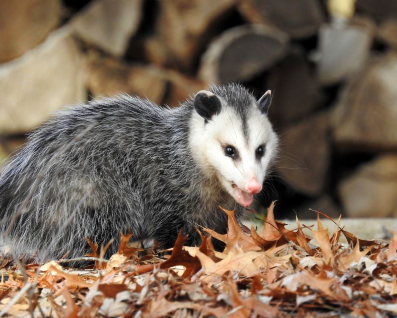 Opossum Removal