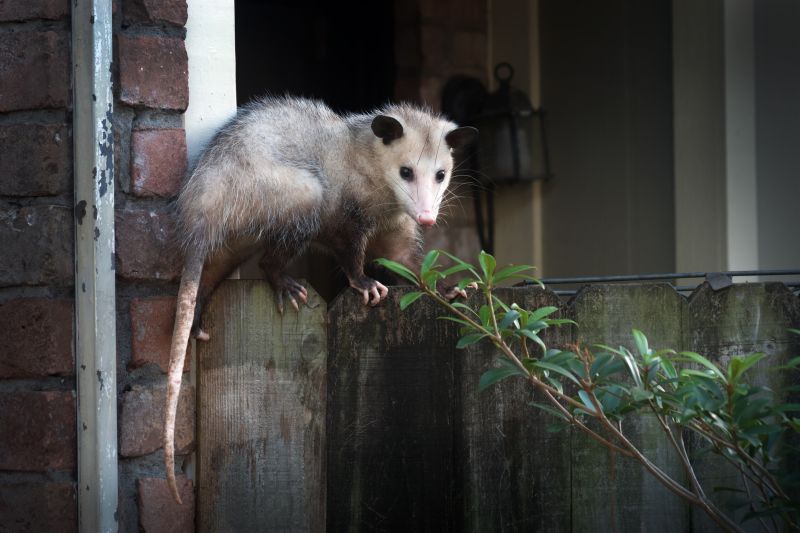 Opossum Removal