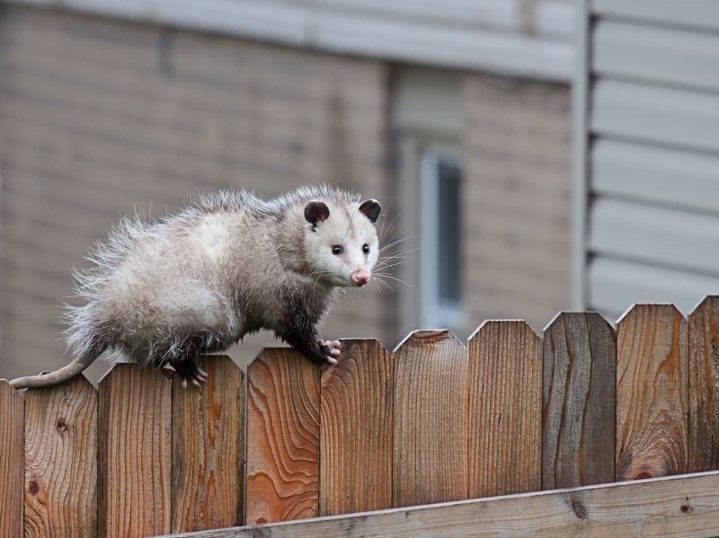 Opossum Removal