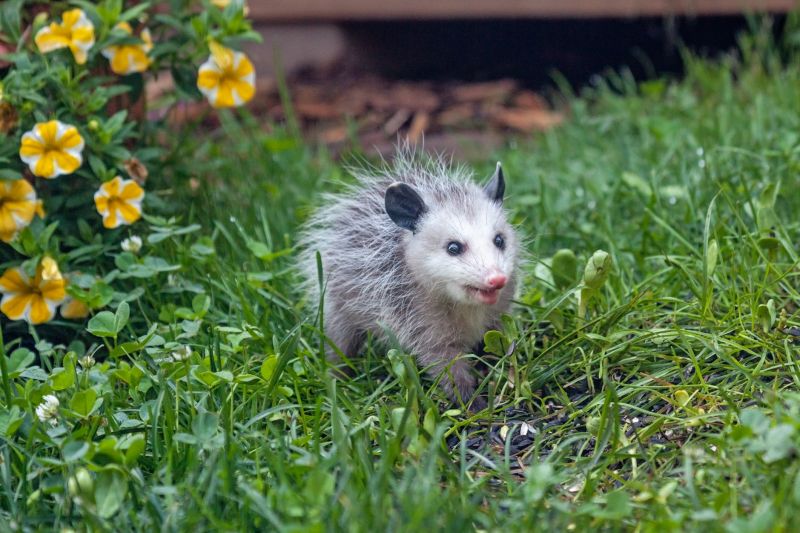 Products For Opossum Removals in use