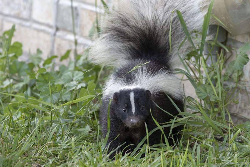 Skunk Encounters