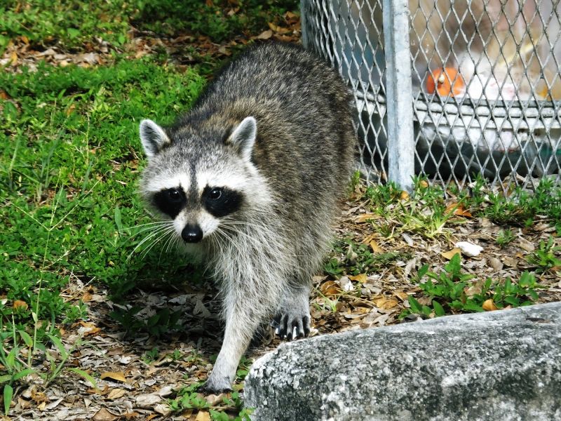 Raccoon