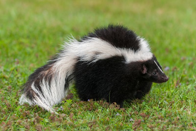 Skunk